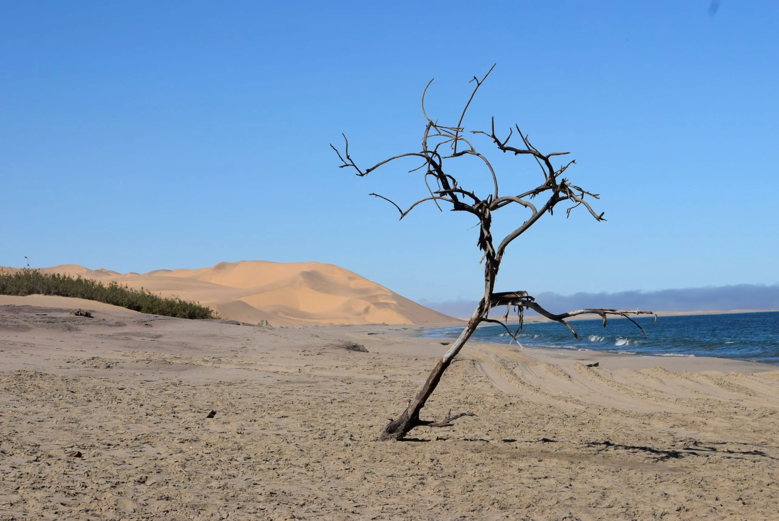 A bleached dead tree standing at the edge where dunes meet the sea at Sandwich Harbour