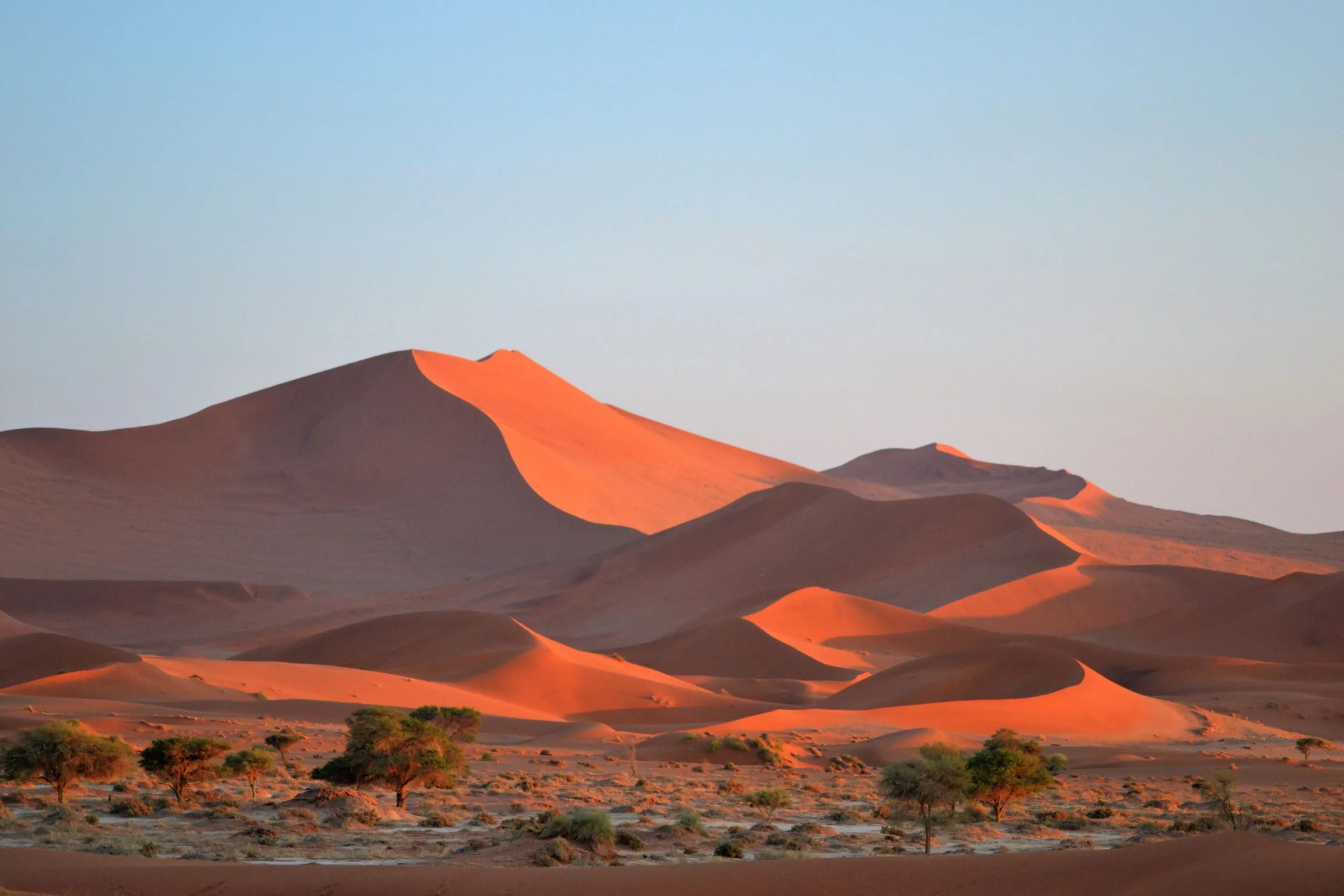 Trees and bushes in a dried Sossusvlei riverbed with red dunes casting long morning shadows