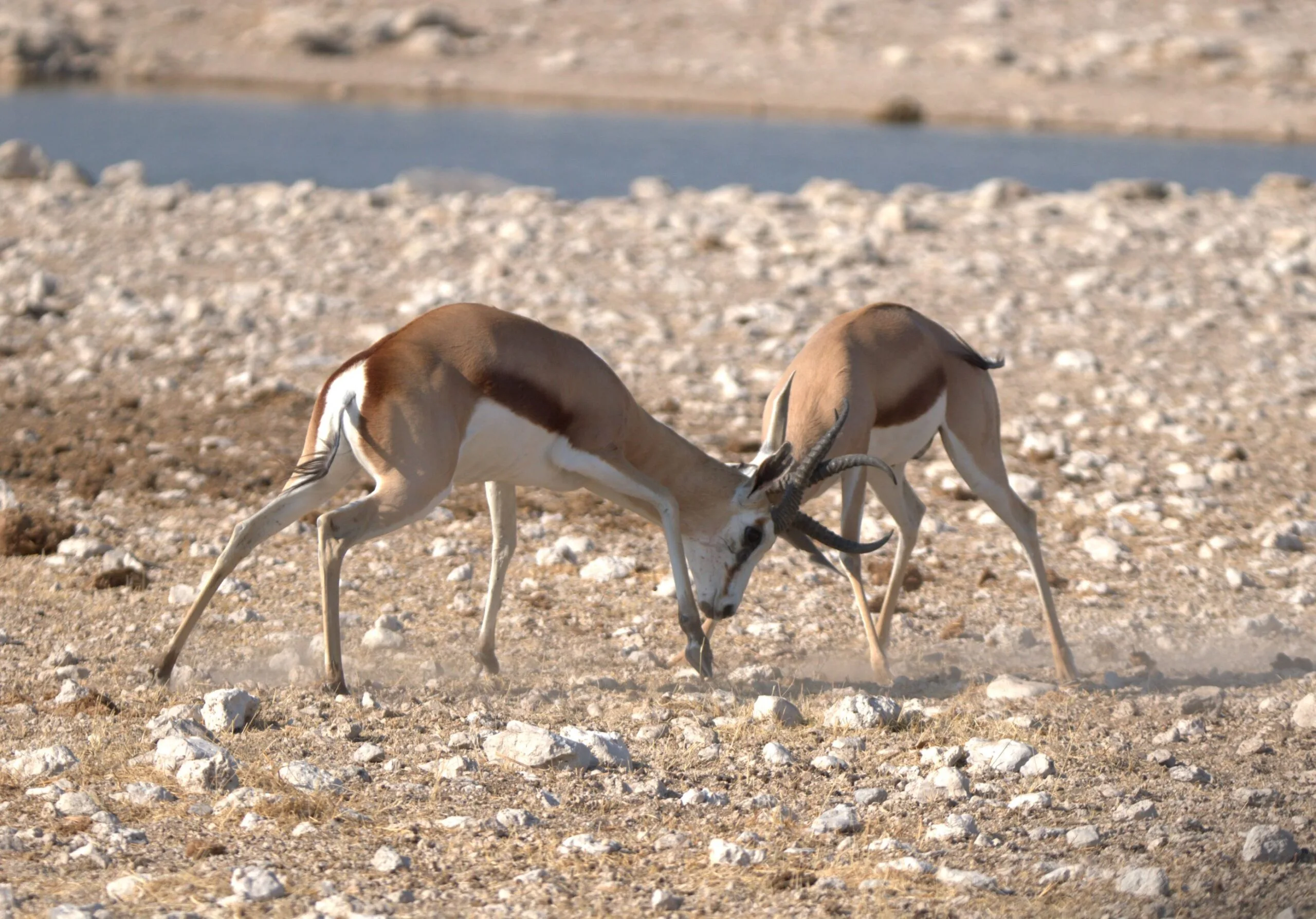 Two male springboks with their horns locked together at a waterhole