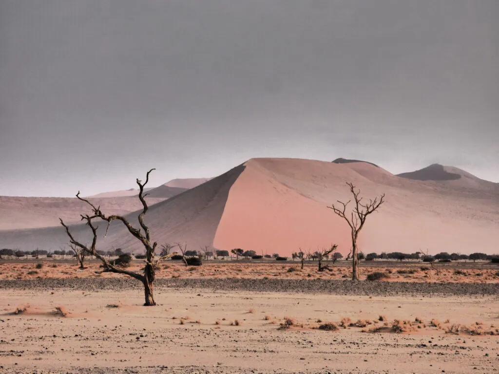 Twisted desert tree against a vivid blue sky in Namibia