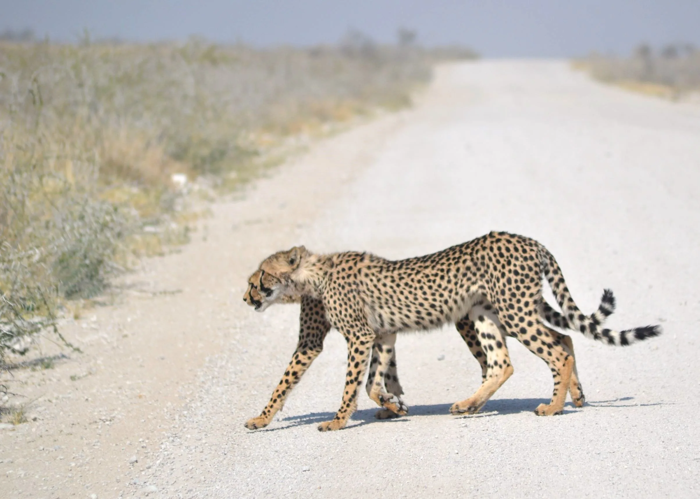 Two cheetahs crossing a road side by side in Etosha National Park