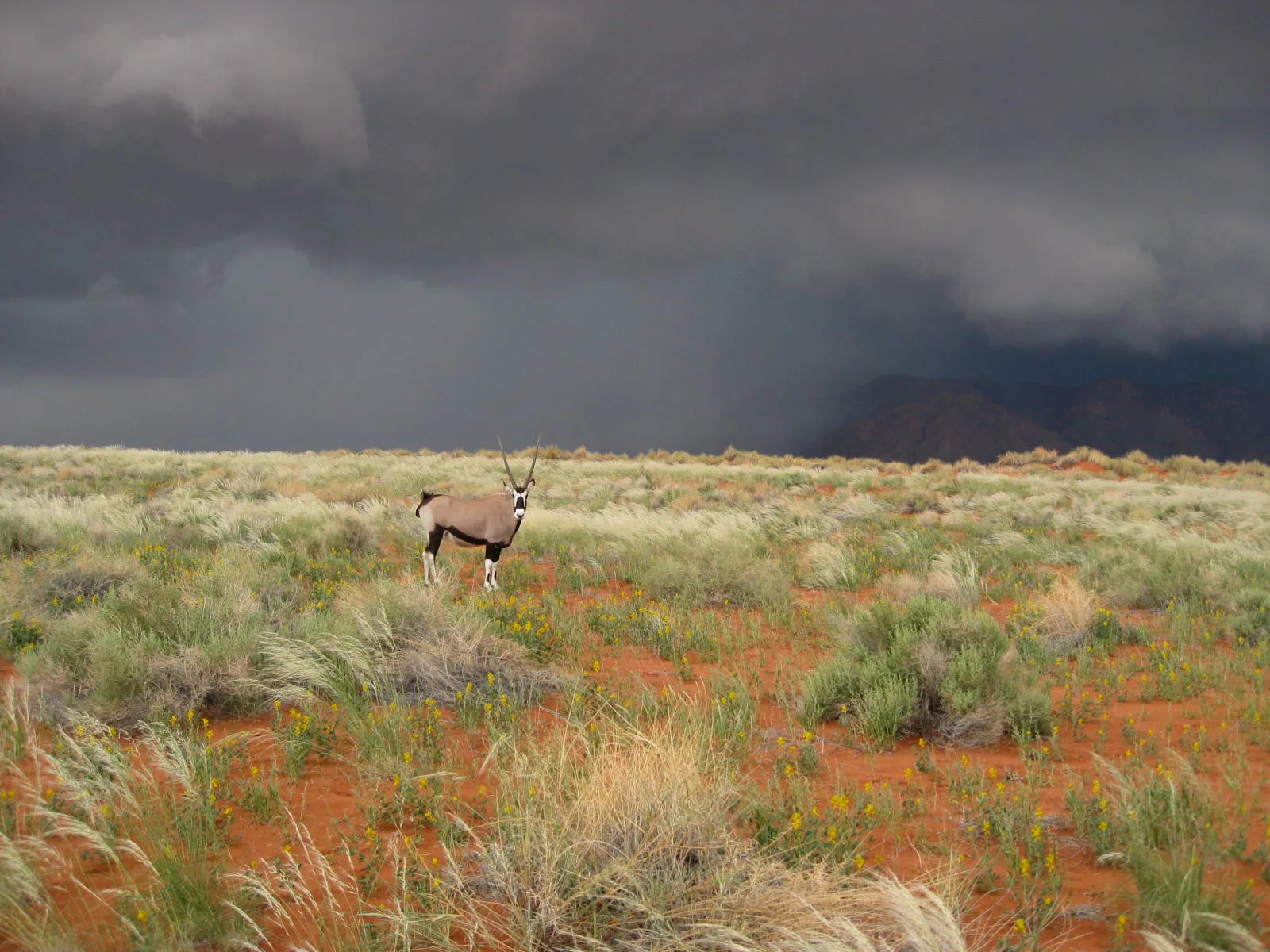 Lone oryx standing still before an approaching thunderstorm over the NamibRand
