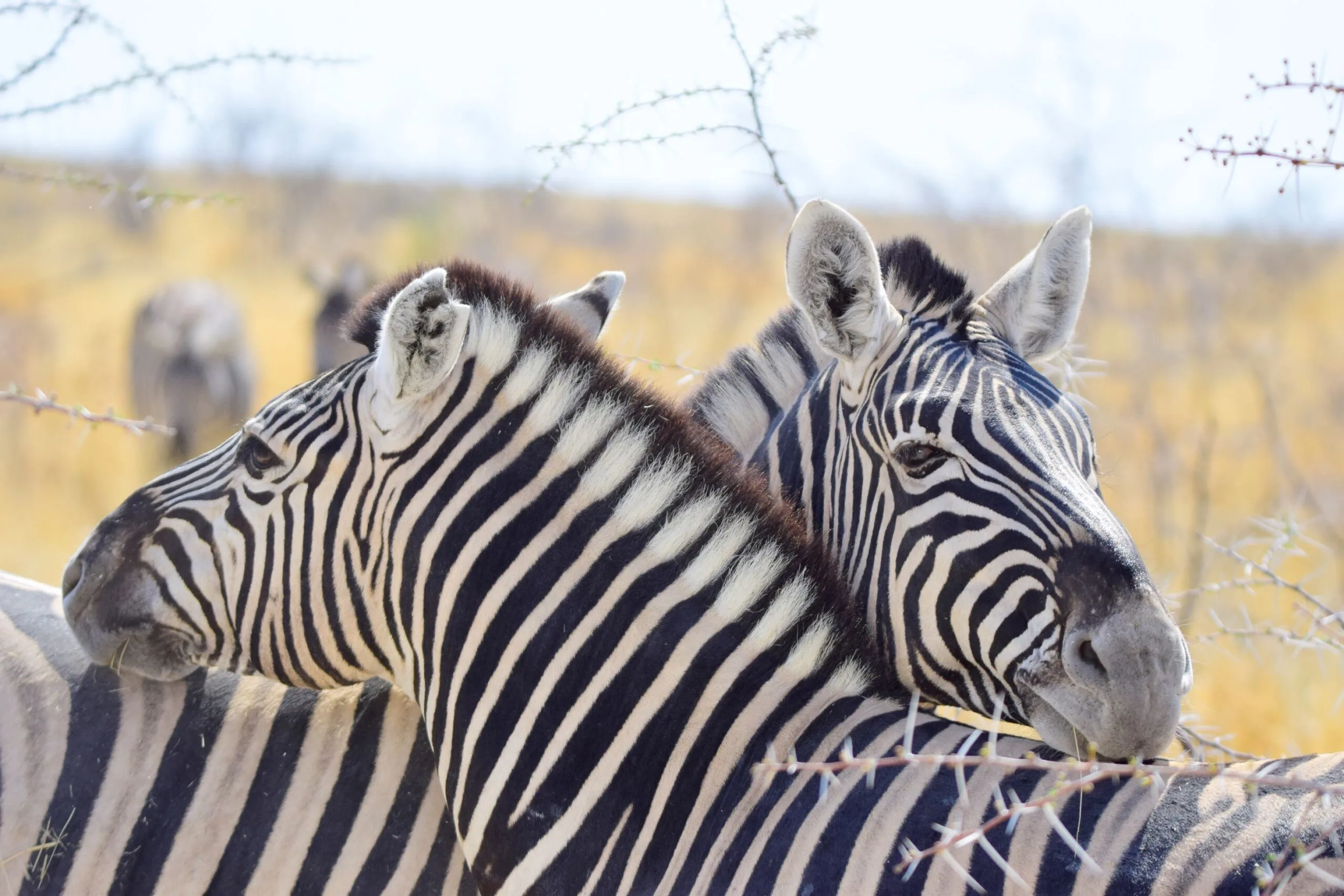 Two zebras resting their heads on each other's shoulders