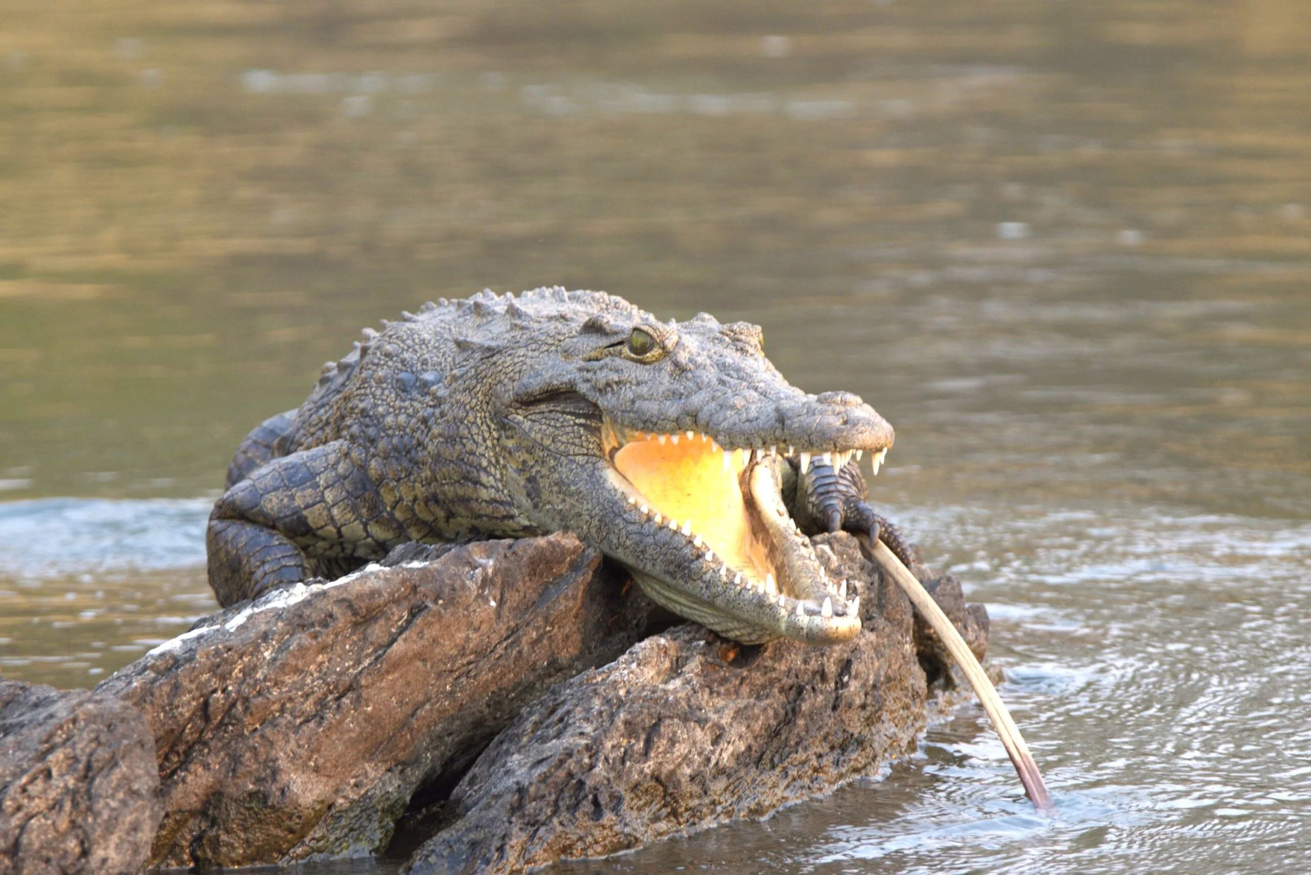 A Nile crocodile rests on a rock beside moving water, jaws wide open in a menacing pose, showing green eyes and a pale yellow interior; its green skin is marked with dark spots