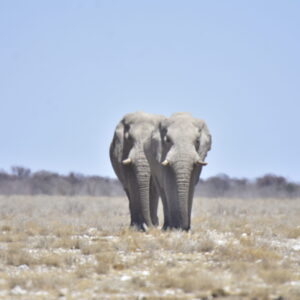 Etosha Game Safari