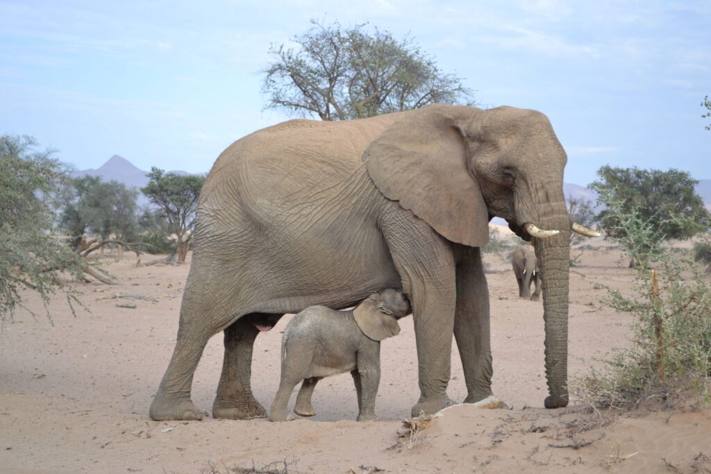 Desert Elephants