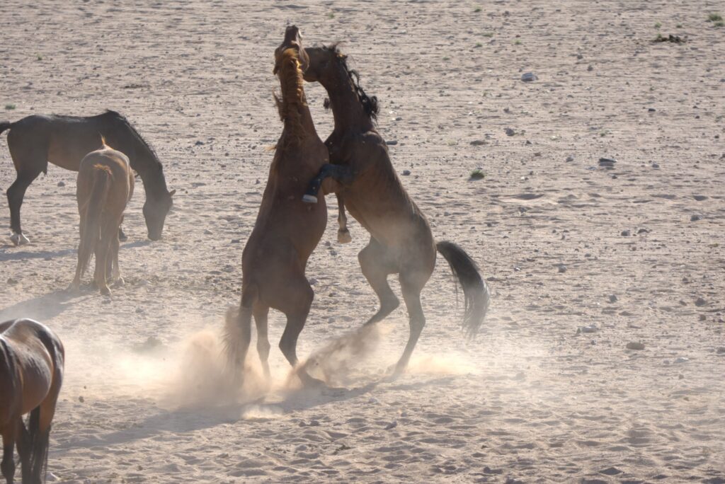 Desert Horses